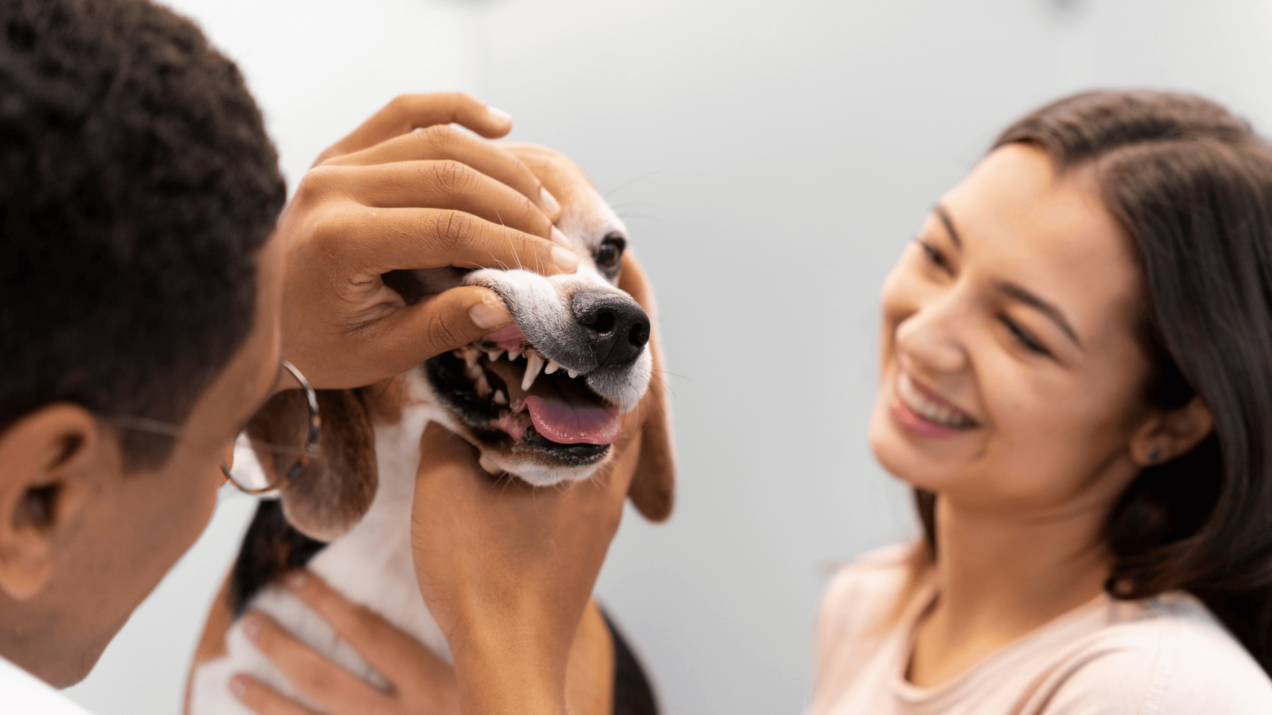 Dientes perro - Pet Home